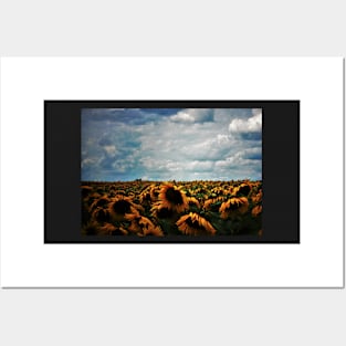 Field of Sunflowers on a Cloudy Day Posters and Art